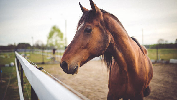 Equestrian Photography