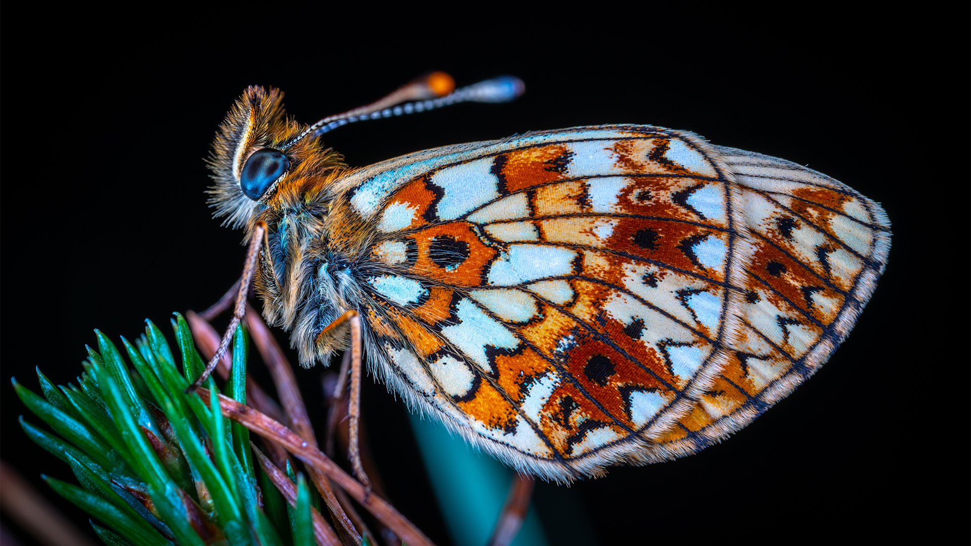 Led macro best sale light