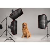 MS300V Indoor Studio Flash Lighting Kit for Pet & Animal Photography – Complete Professional Bundle