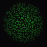 Image Taken Using Pixapro Optical Snoot